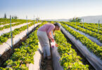 Farm Worker Jobs In Canada With Visa Sponsorship