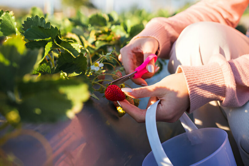 Fruit Picking Jobs In Canada With VISA Sponsorship